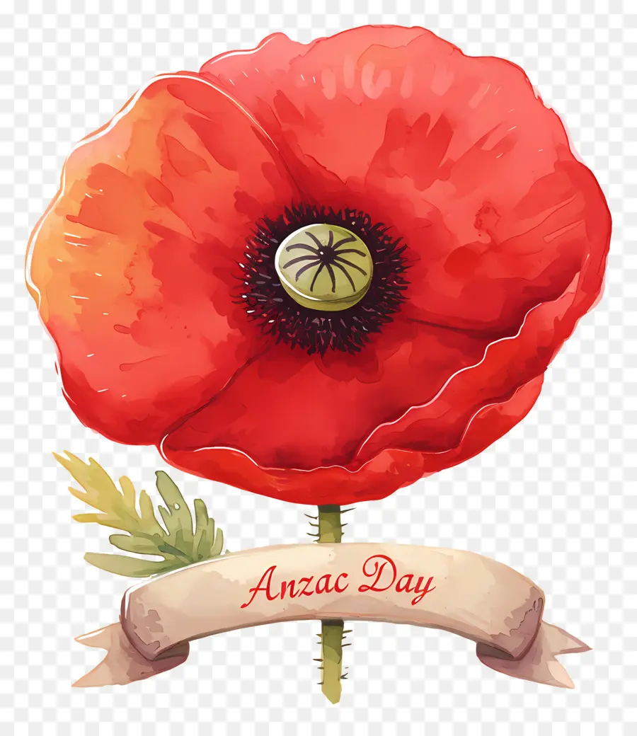 Día De Anzac，Amapolas Del Día De Anzac PNG