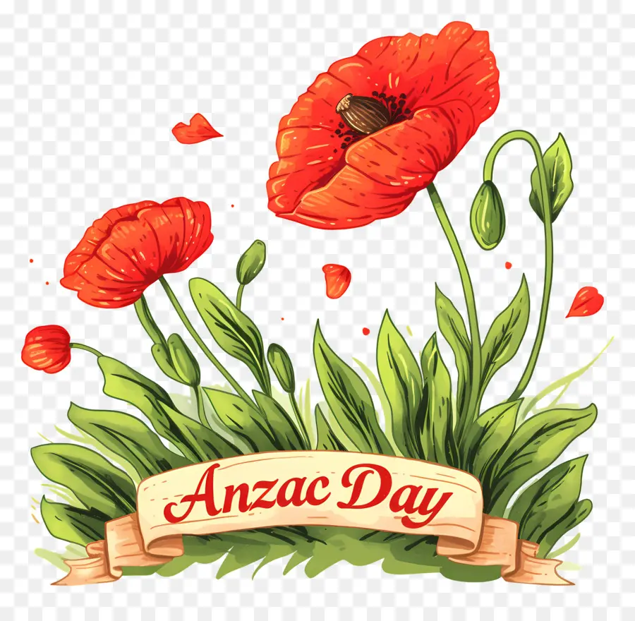 Día De Anzac，Amapolas Del Día De Anzac PNG