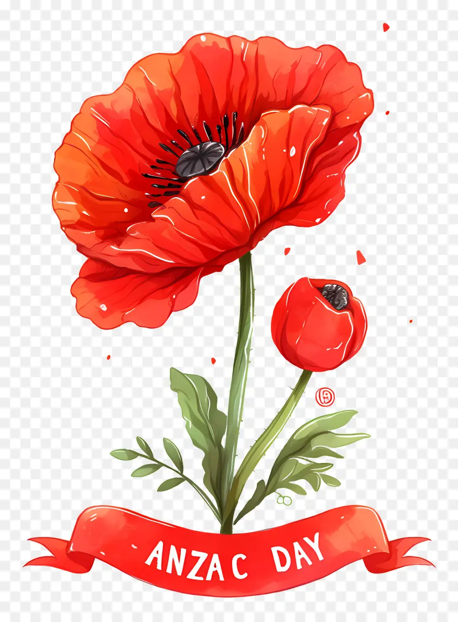 Día De Anzac，Amapolas Del Día De Anzac PNG