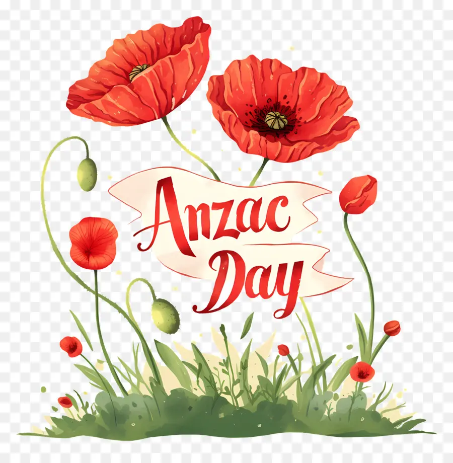 Día De Anzac，Amapolas Del Día De Anzac PNG