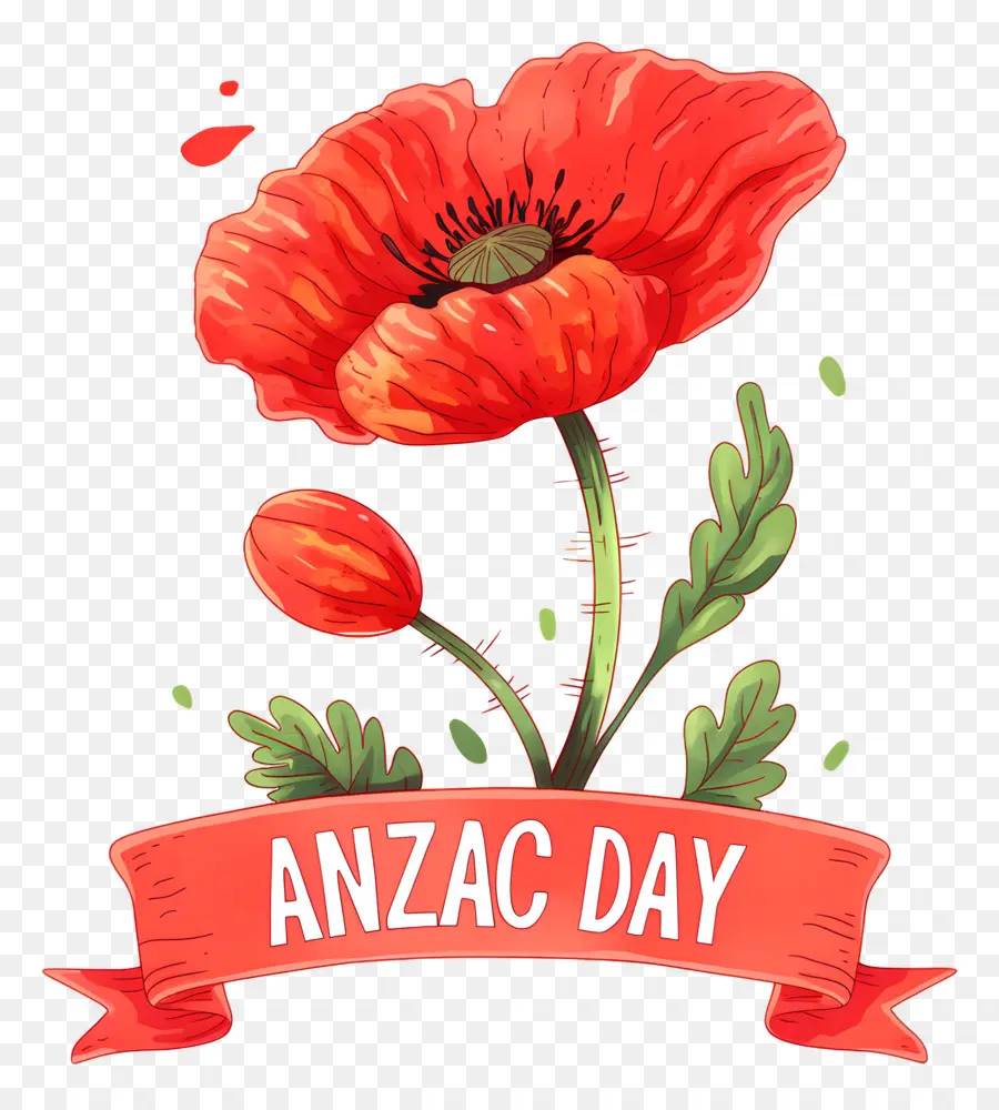 Día De Anzac，Amapolas Del Día De Anzac PNG