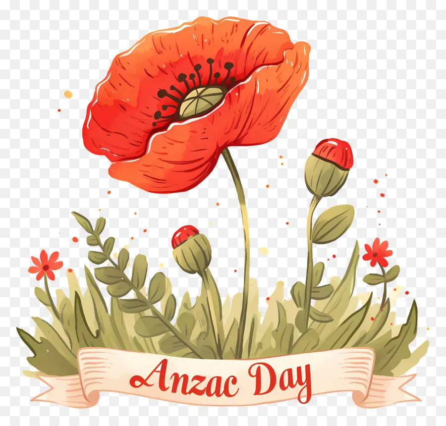 Día De Anzac，Amapolas Del Día De Anzac PNG