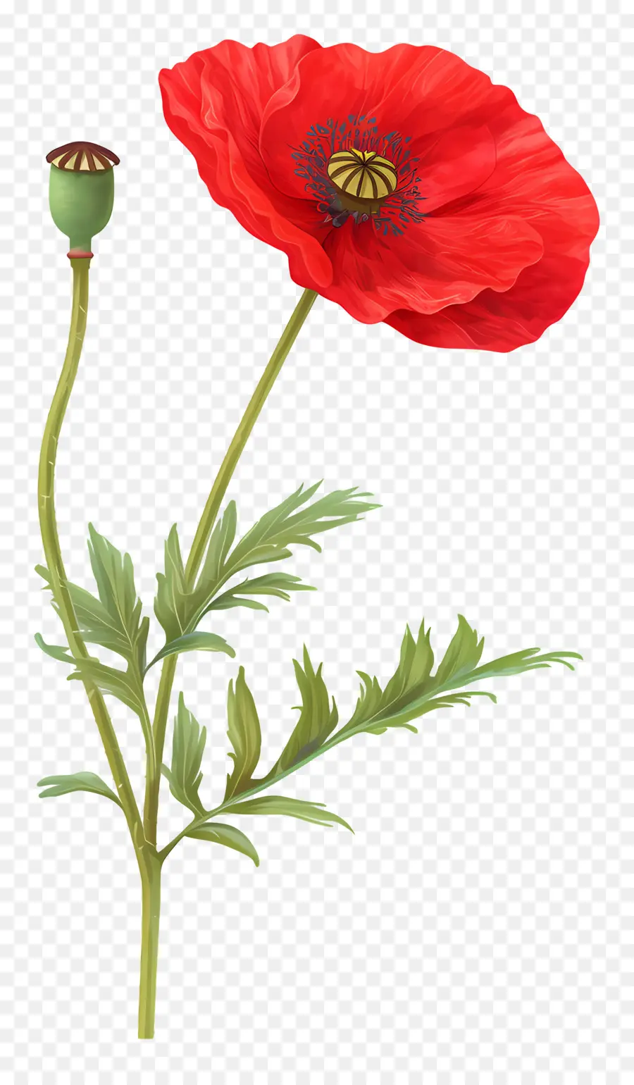 Amapola Roja，Hojas Verdes PNG