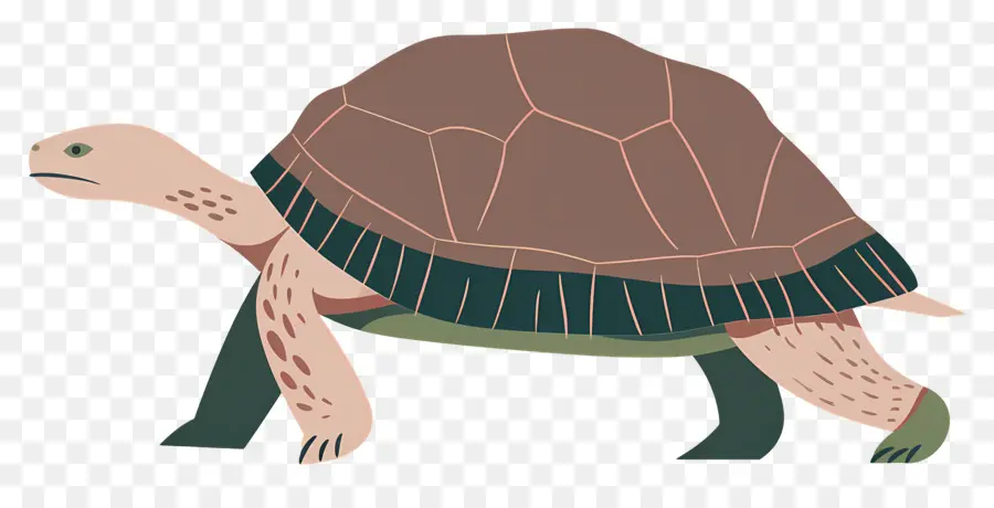 Tortuga De Dibujos Animados，Tortuga PNG