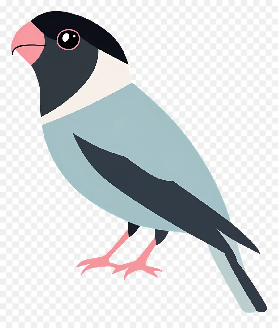 Periquito，Pájaro Colorido PNG