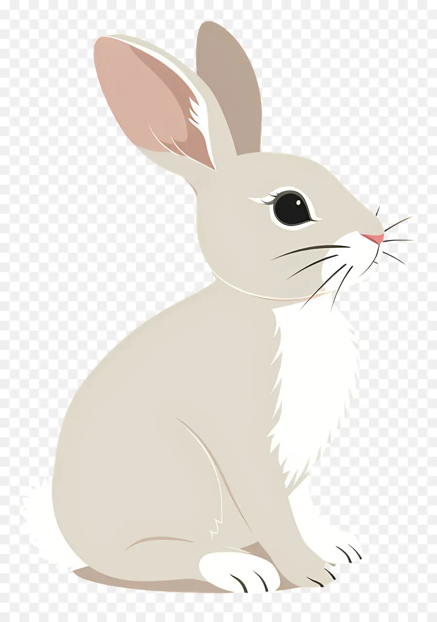 Lindo Conejo，Conejo Blanco PNG