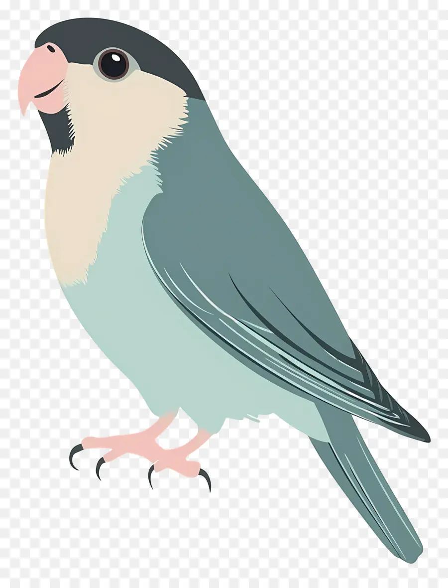 Periquito，Loro PNG