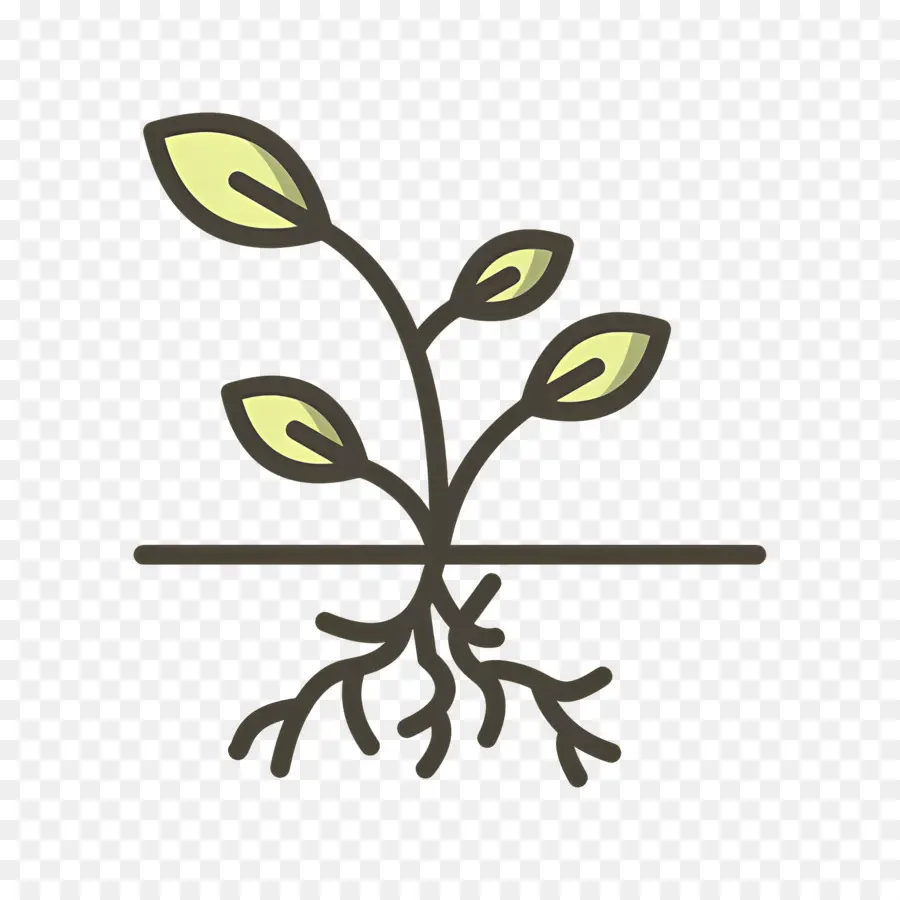 Raíces，Planta PNG