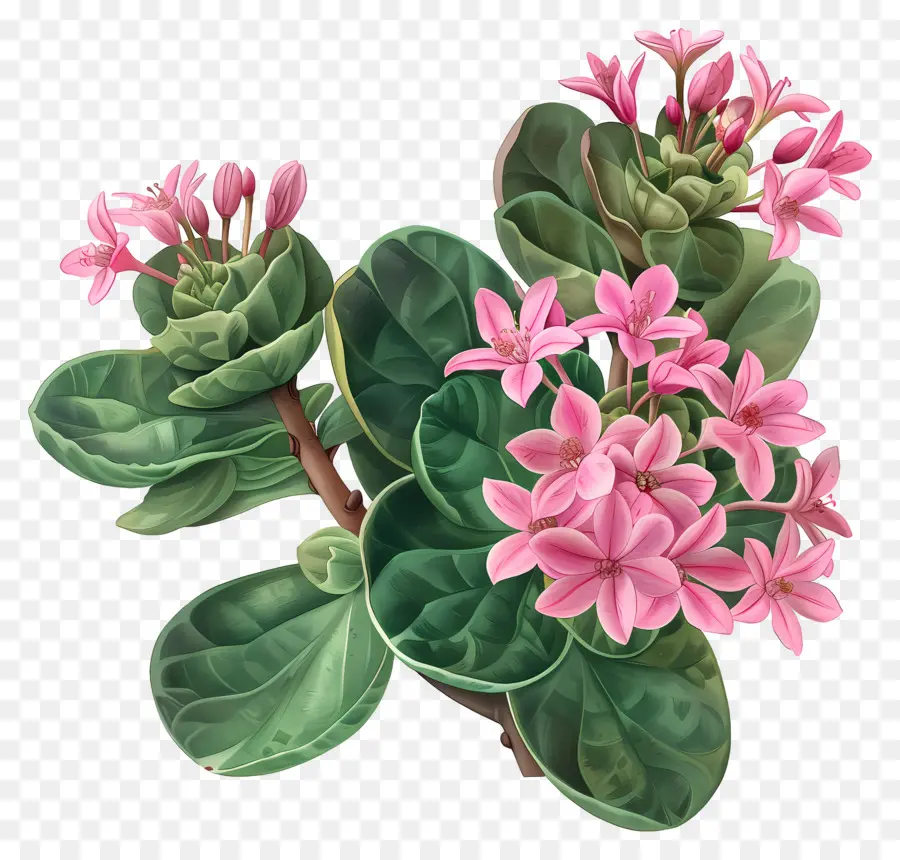 Crassula Pilea，Flores Rosadas PNG